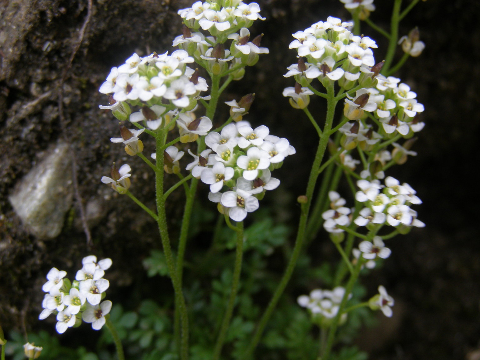 Cardamine resedifolia e  Hornungia alpina